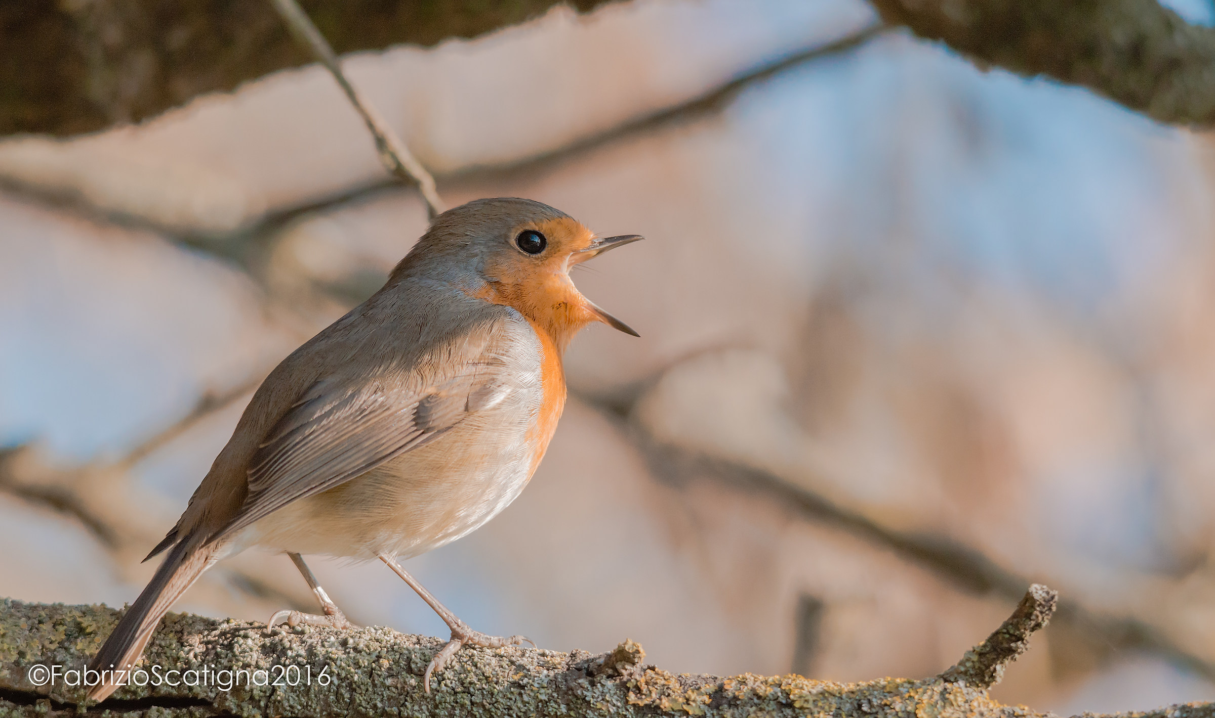 the song of the robin