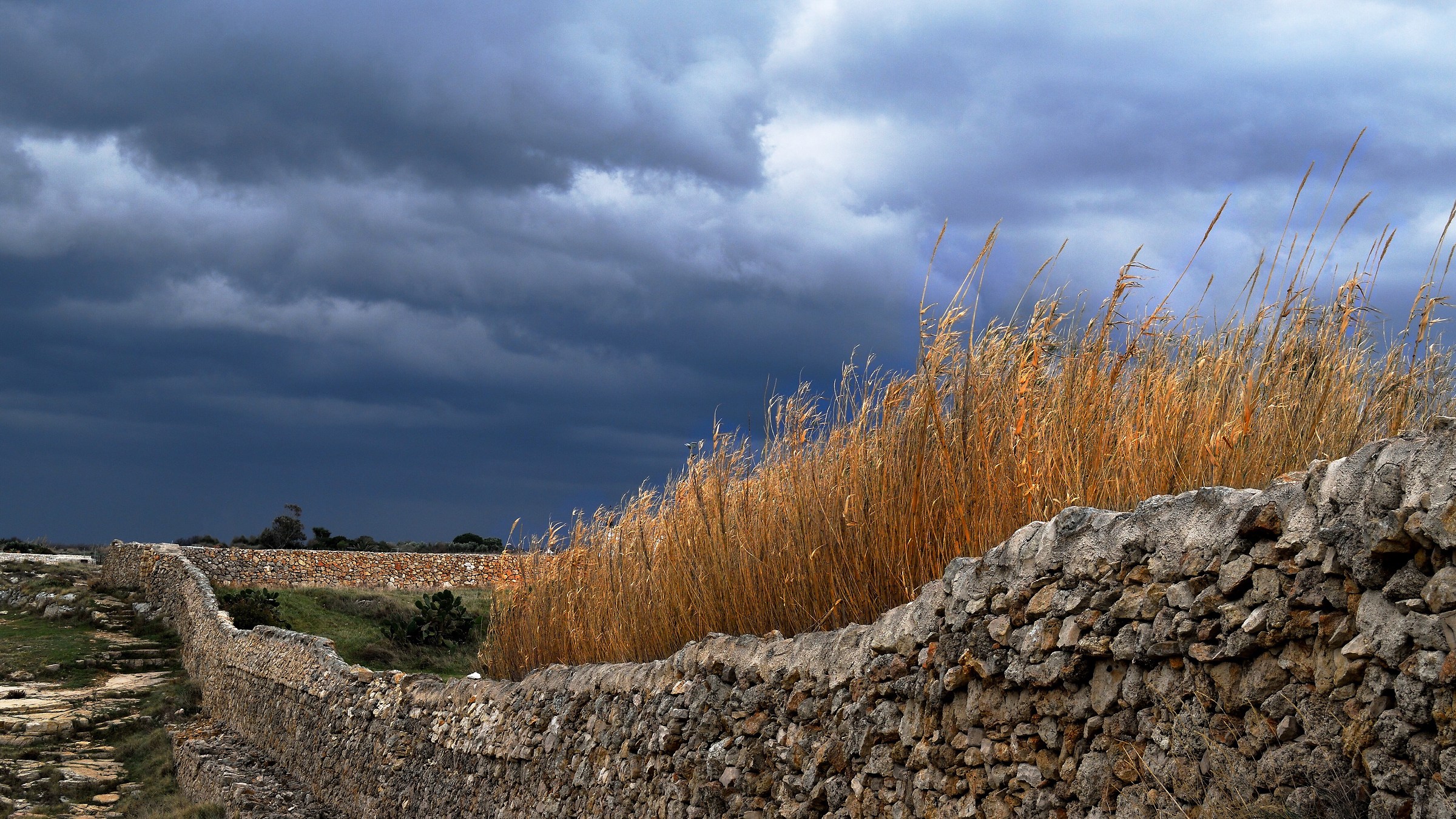 reeds in the wind