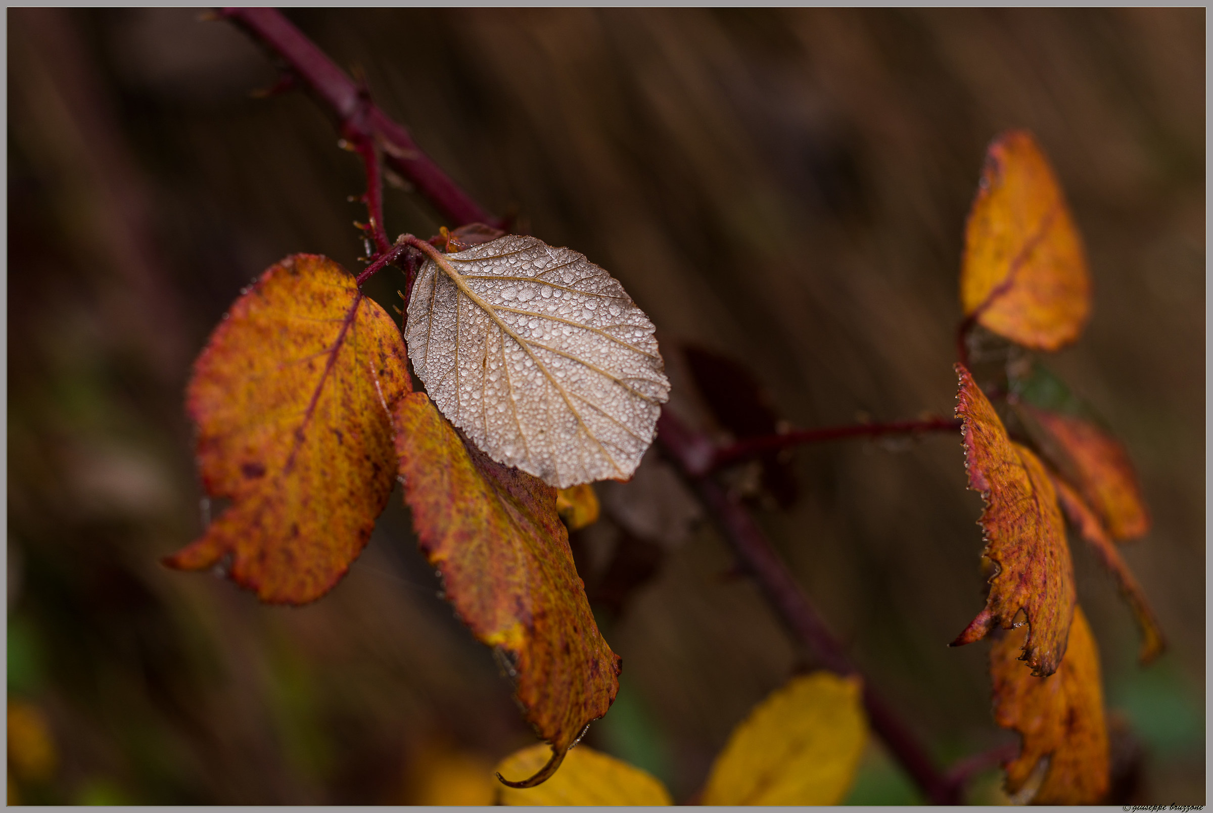 brina in scioglimento