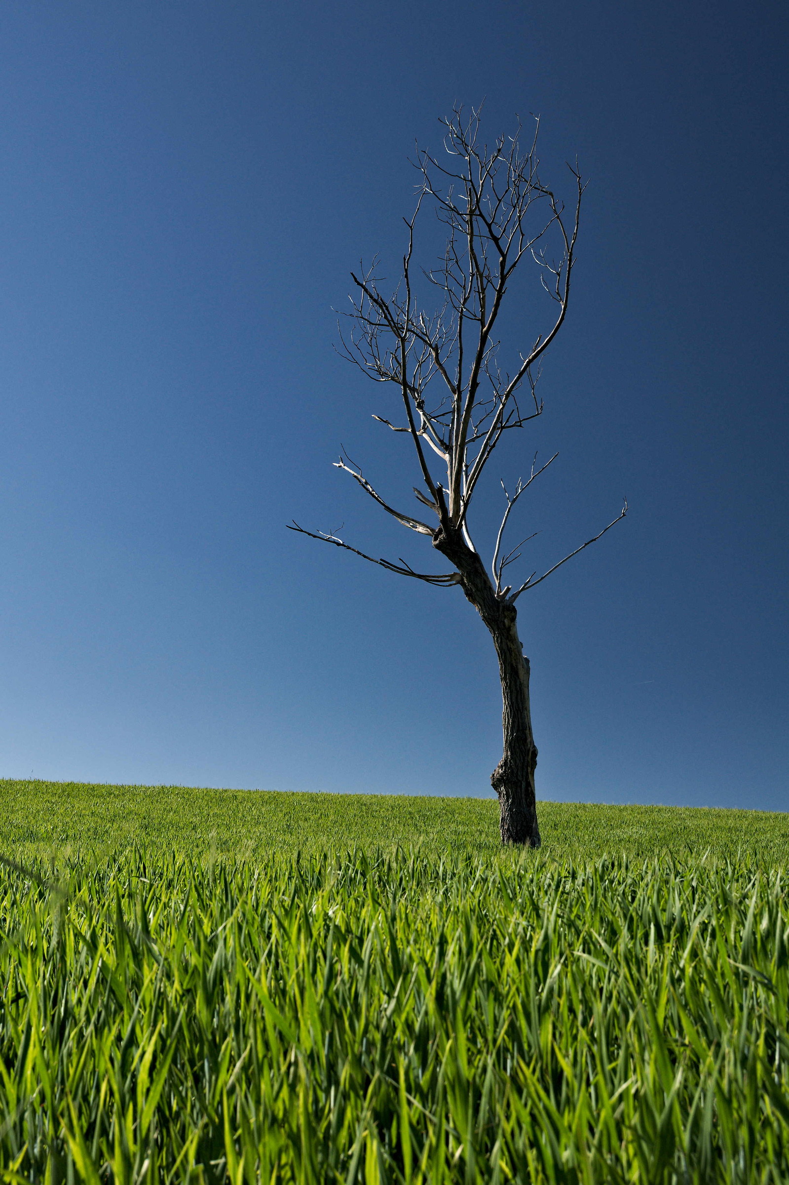 A grain of solid colors