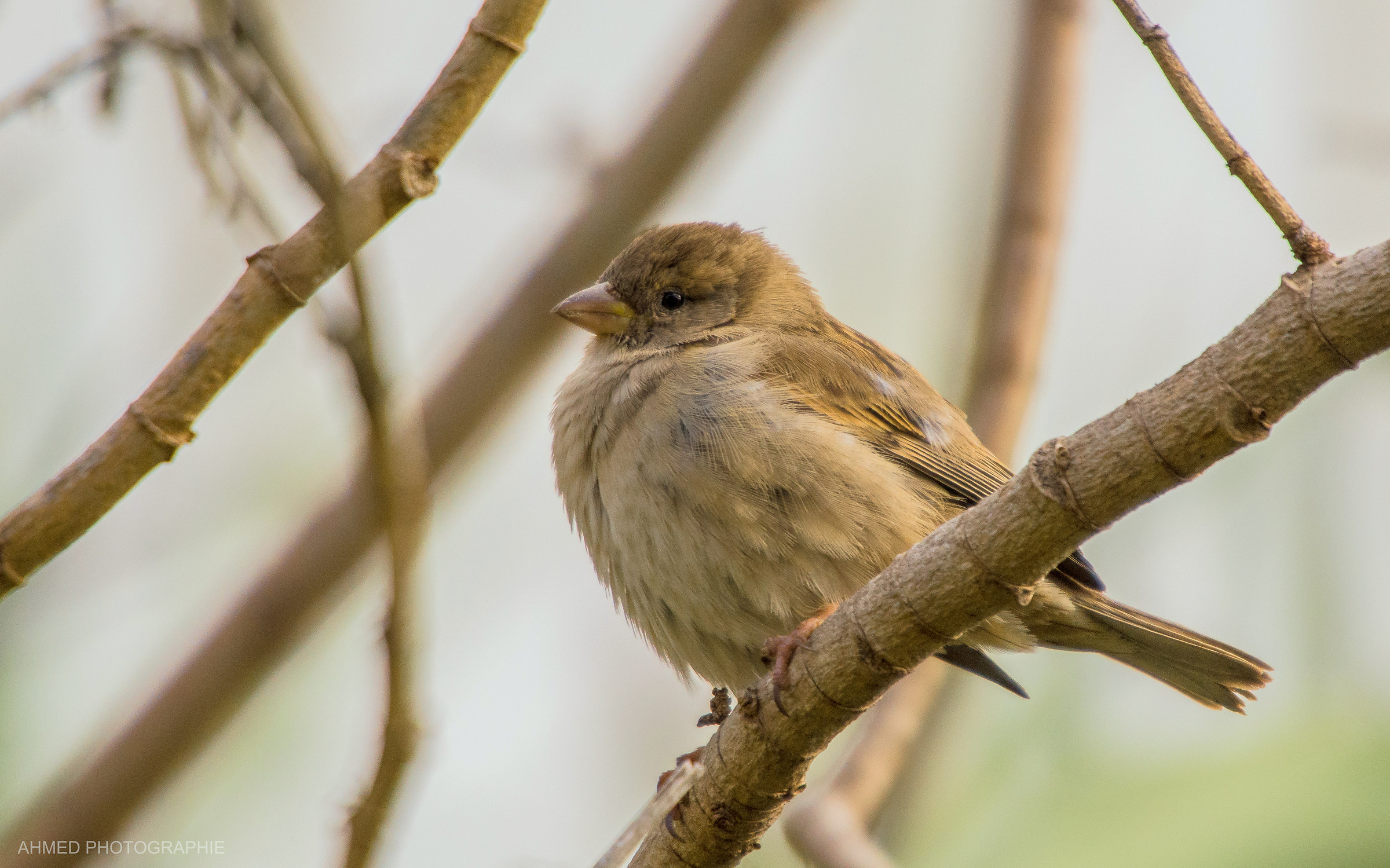 moineau domestique femelle