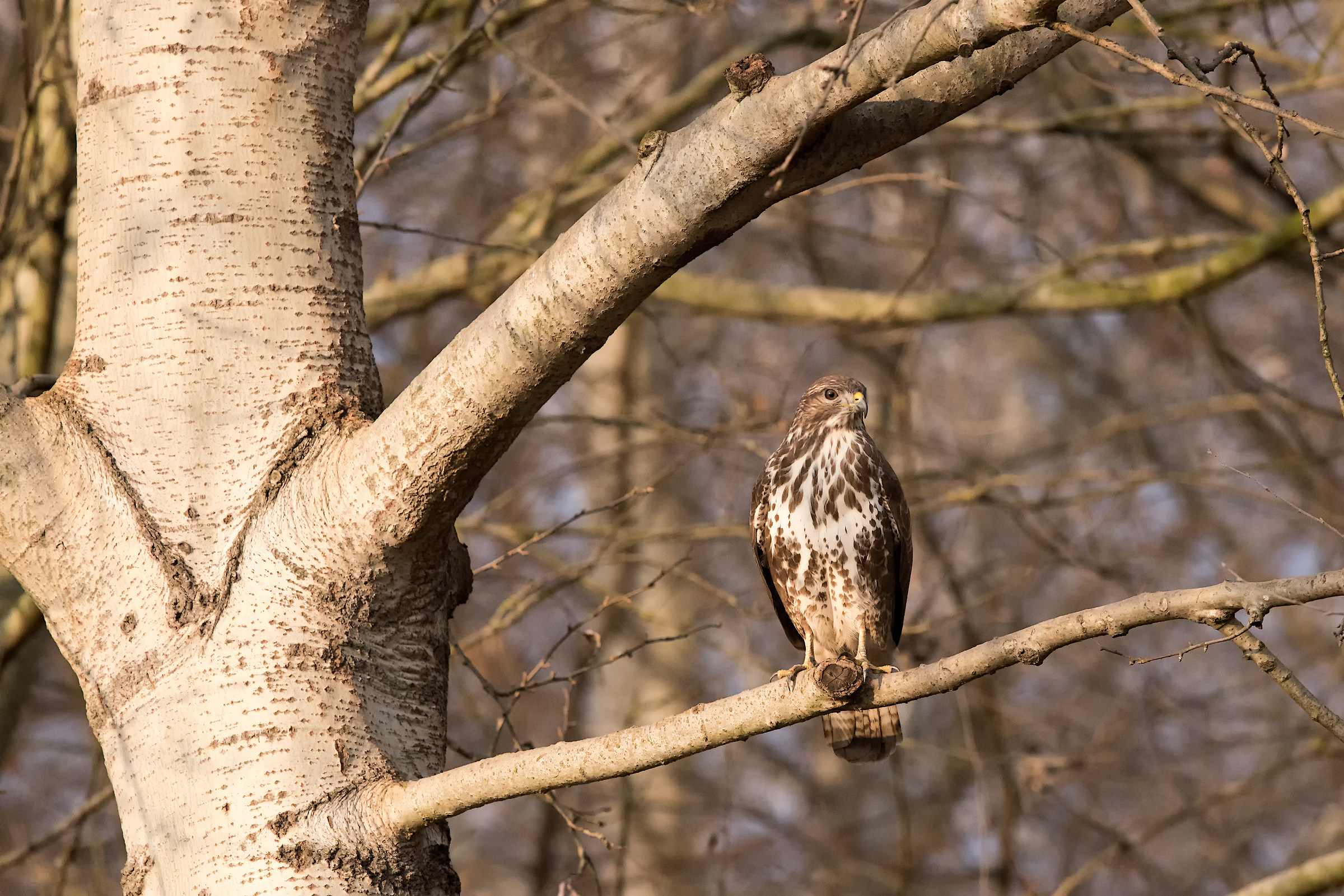buzzard perched