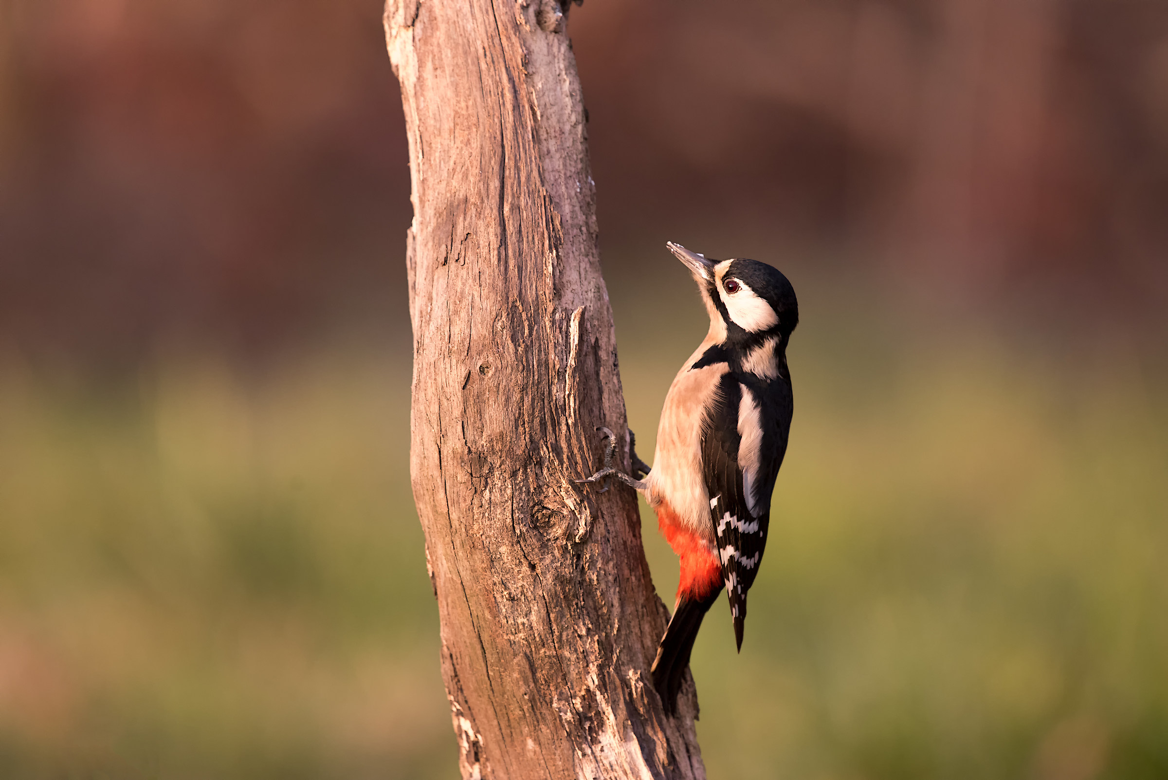 Picchio rosso maggiore