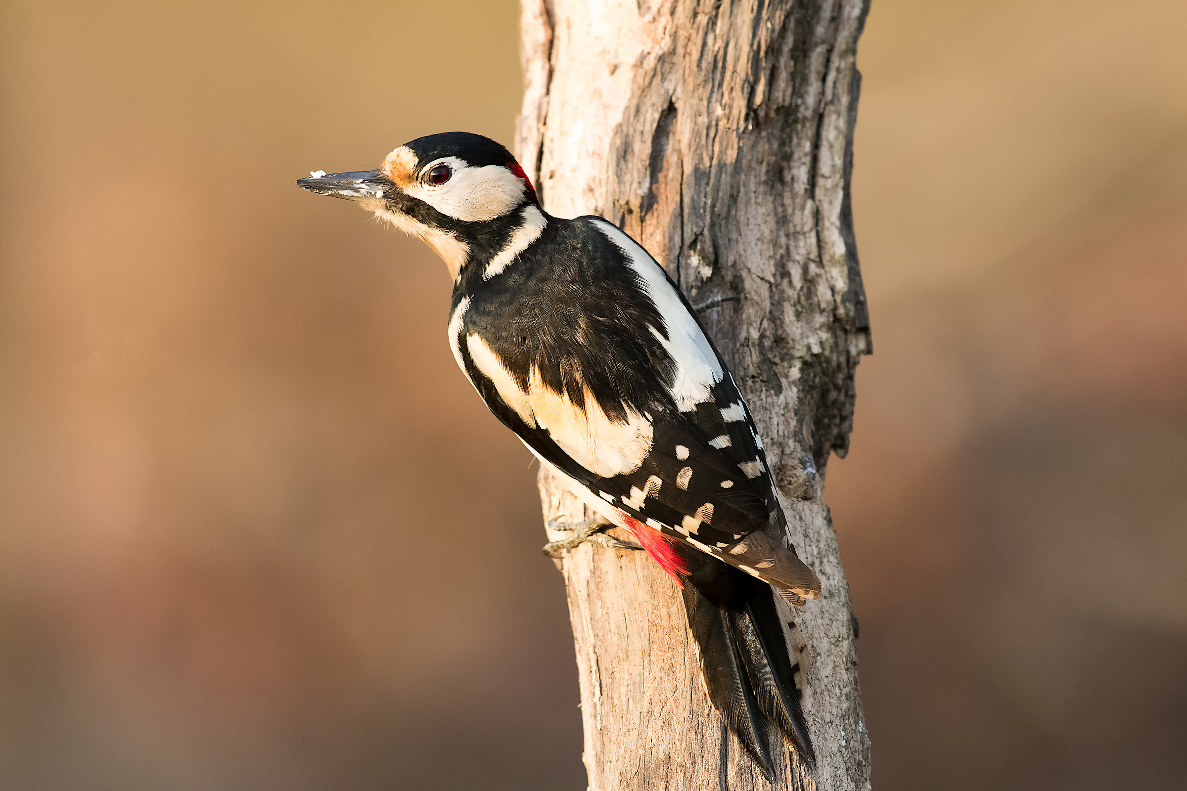 Picchio rosso maggiore