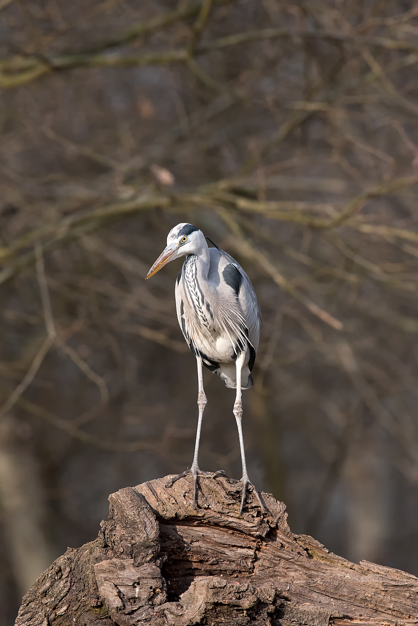 Grey Heron