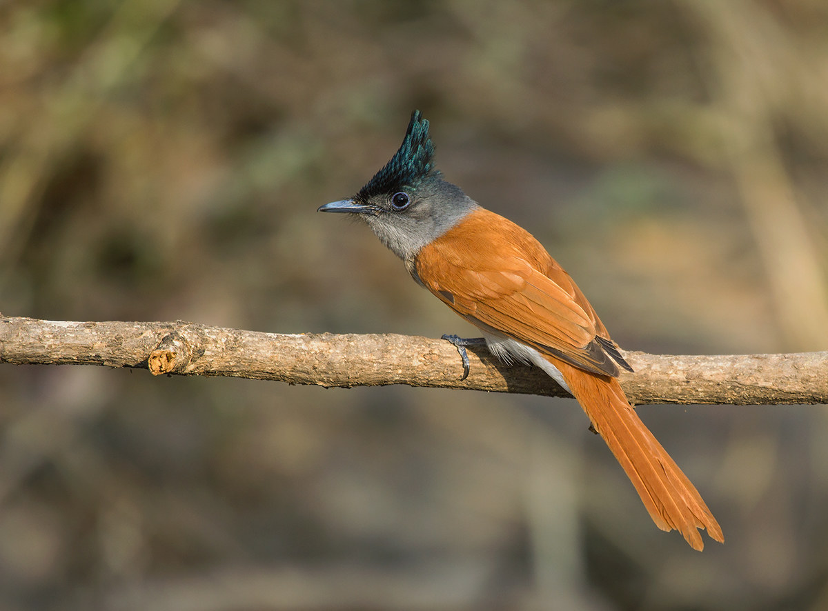 Felice Anno Nuovo 2017 a te .......