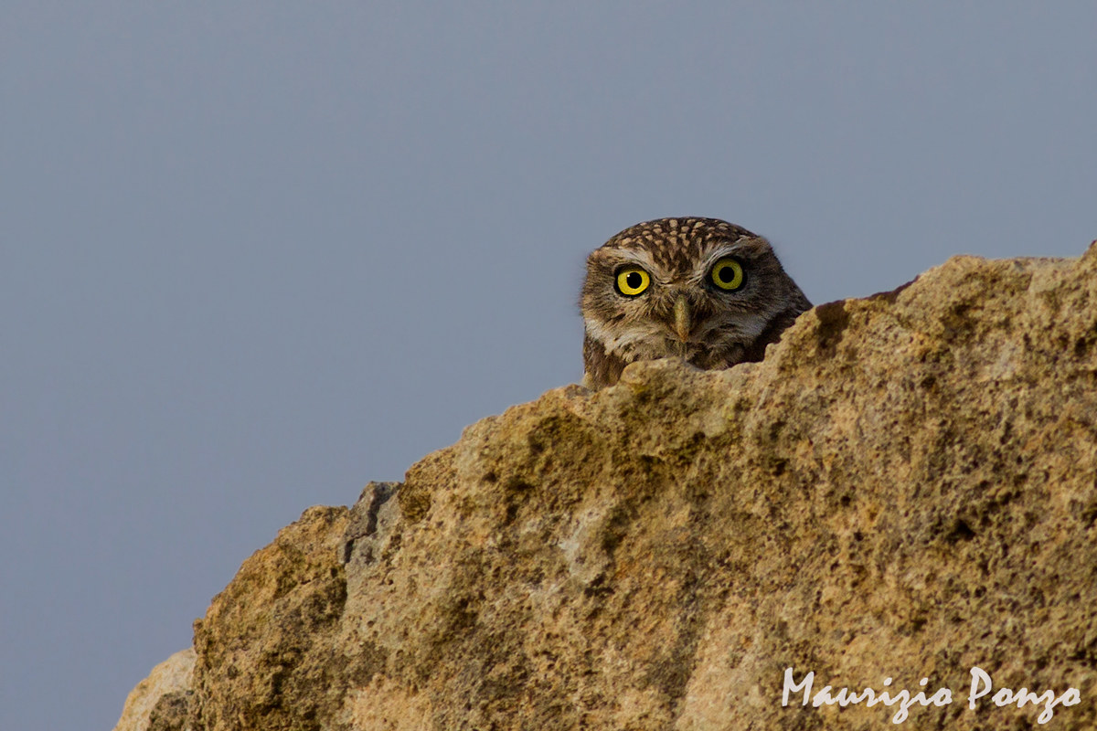 Camouflaged among the rocks ..........
