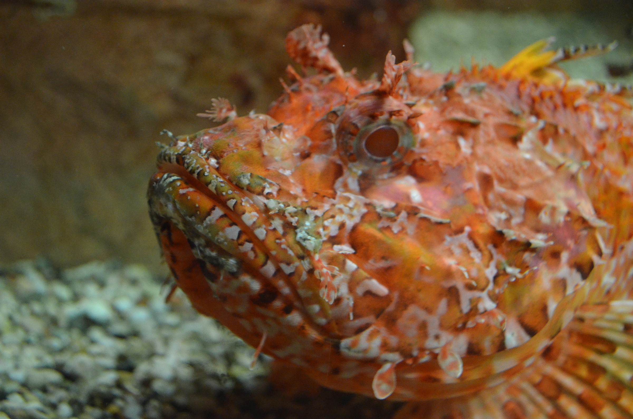 Bello come...uno scorfano