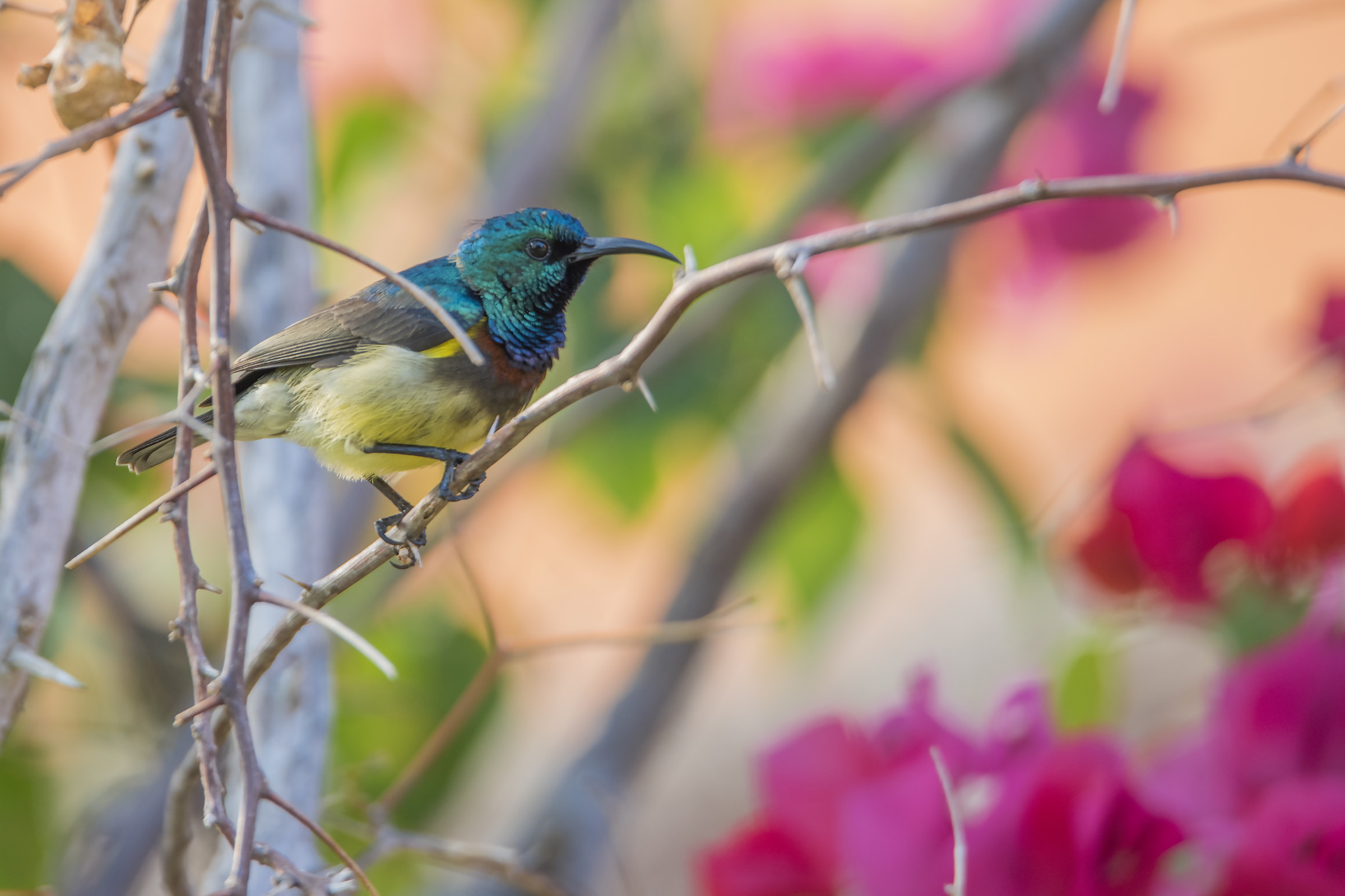 Colibrì del Madagascar