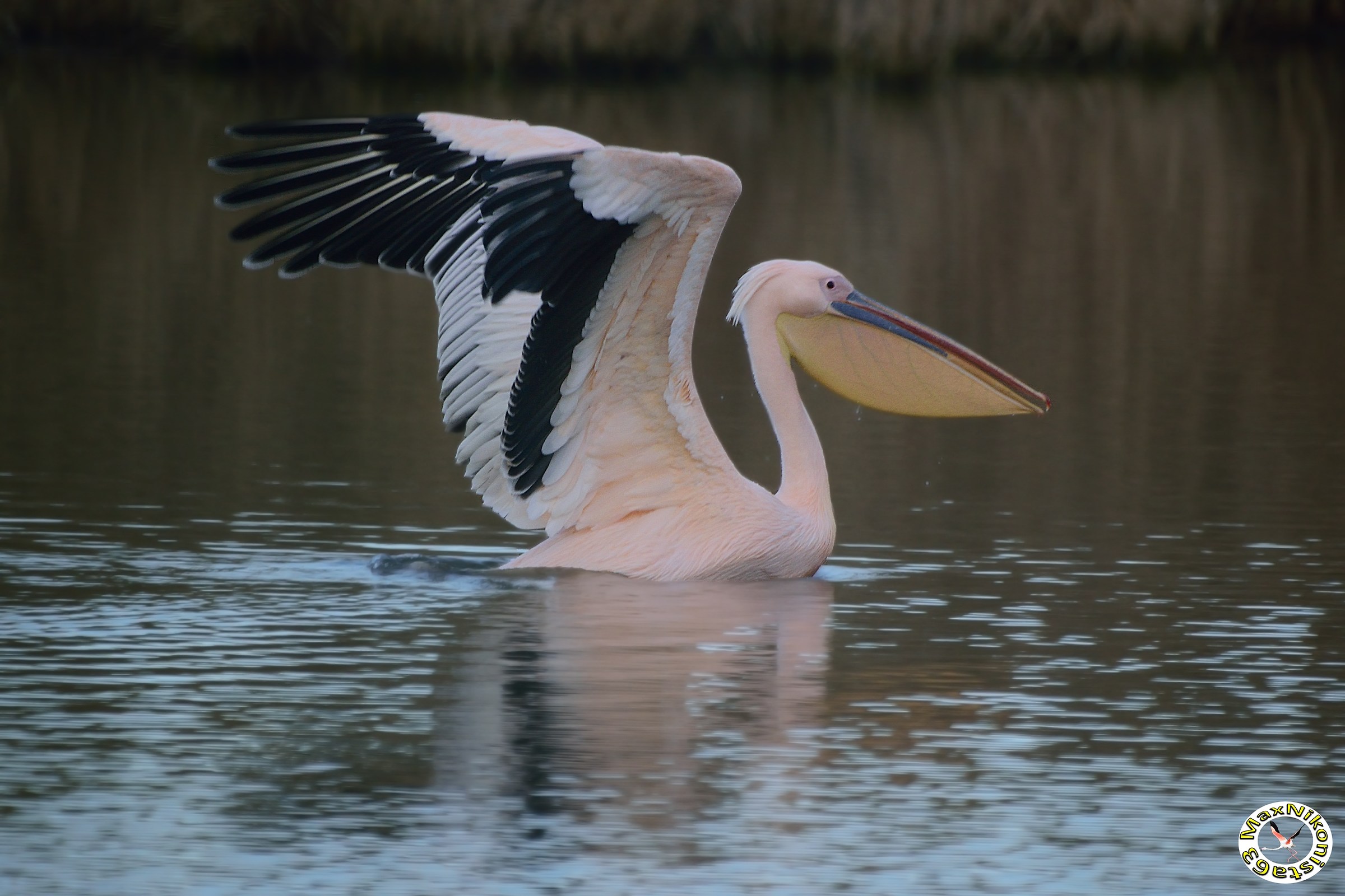 Pelican taking off