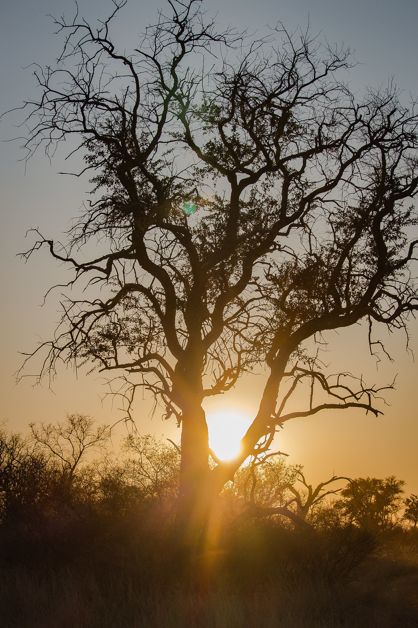 Silhouette of branches
