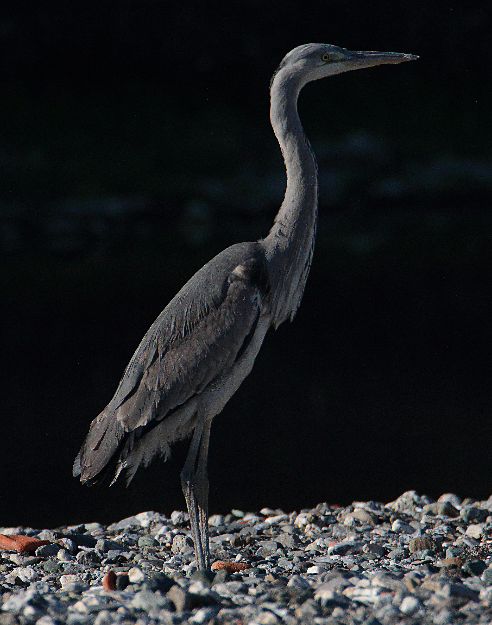 Grey Heron-Torrente Polcevera Genoa Bolzaneto 2