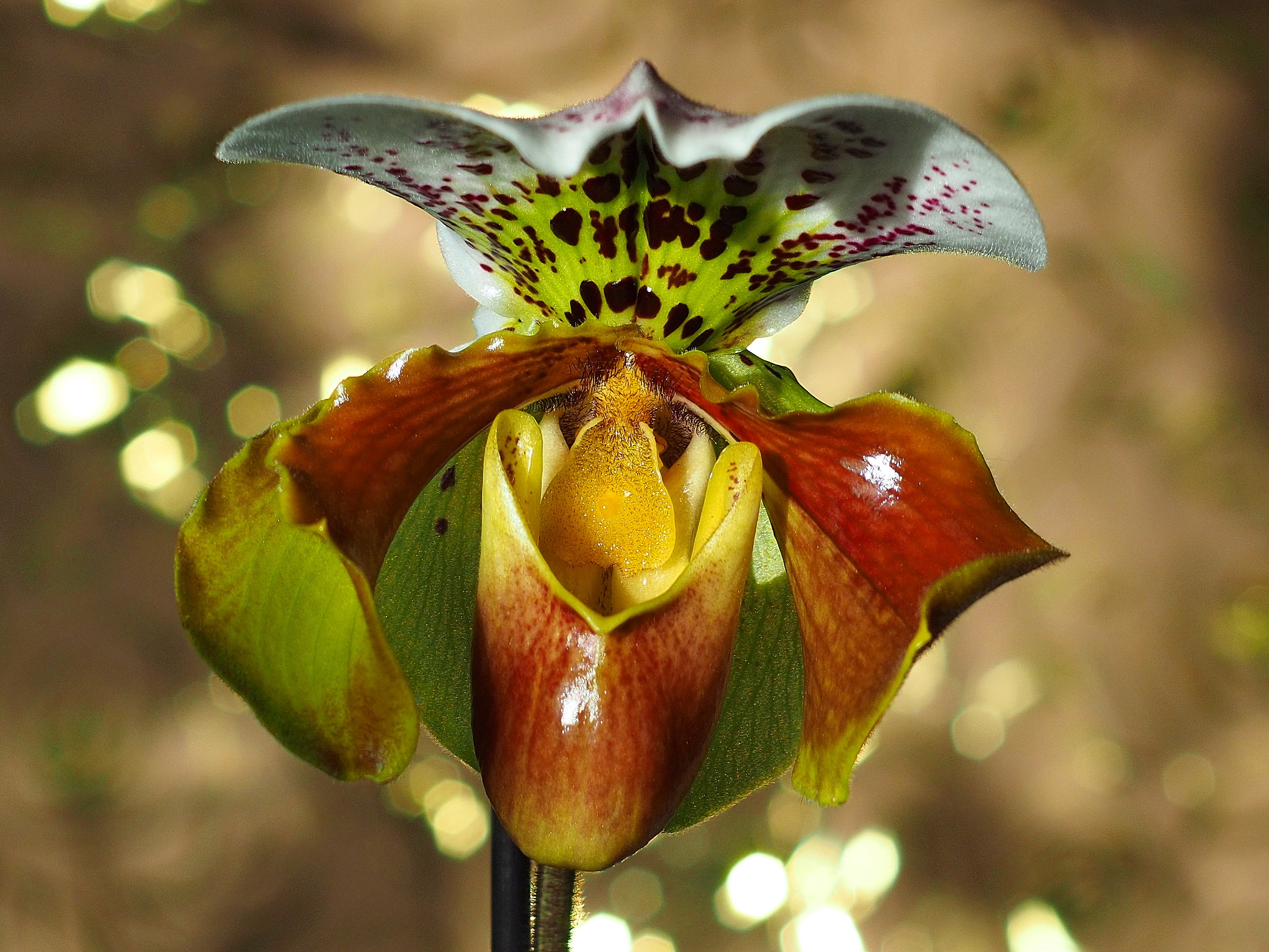 Paphiopedilum american hybrid