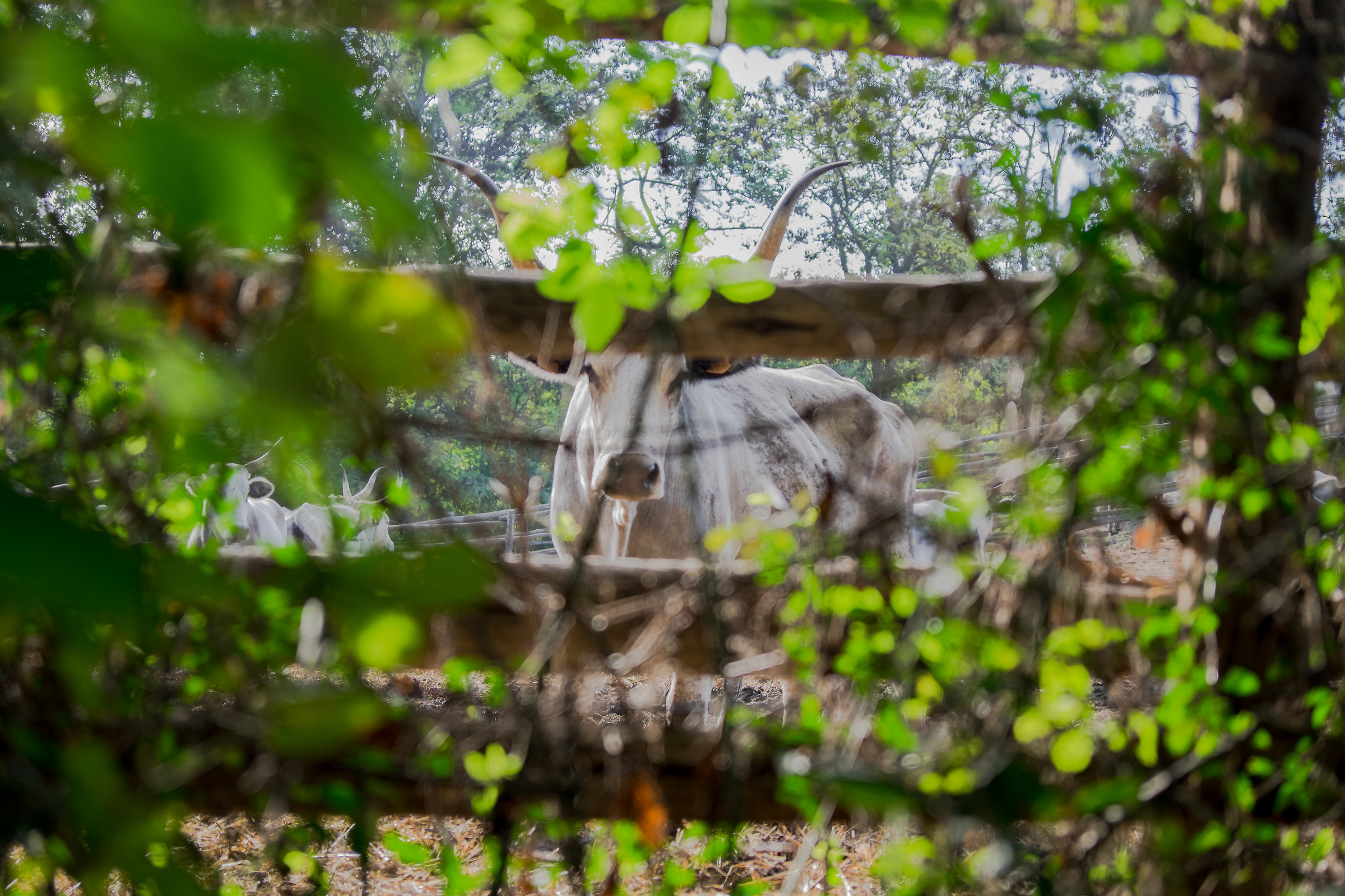 s Near Respampani Rocca (vt)