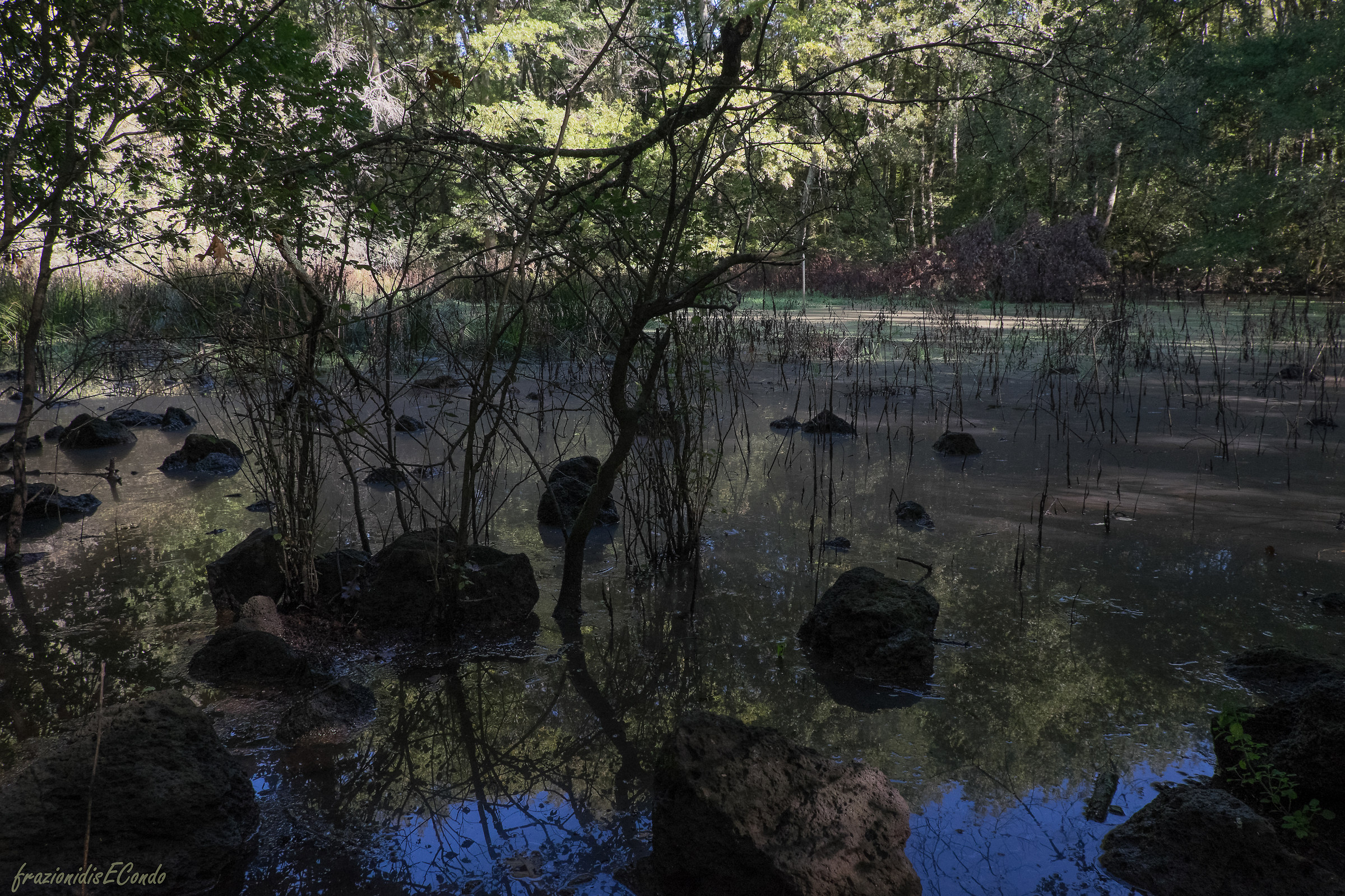 Selva del Lamone (vt) - Inferno (Dante)