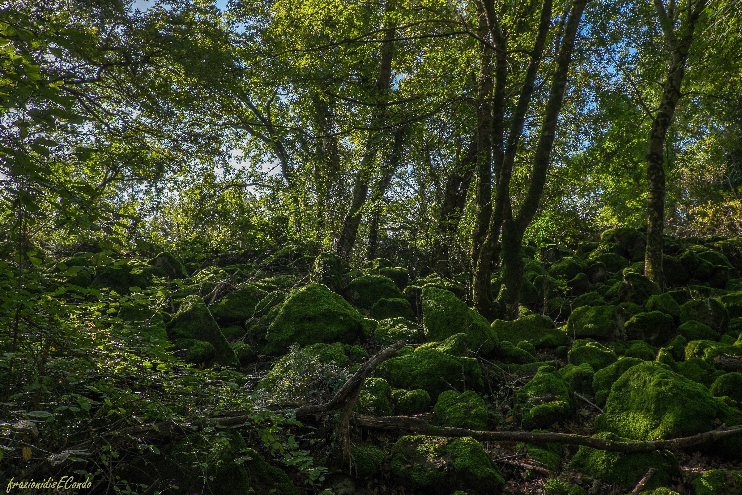Selva del Lamone (vt)