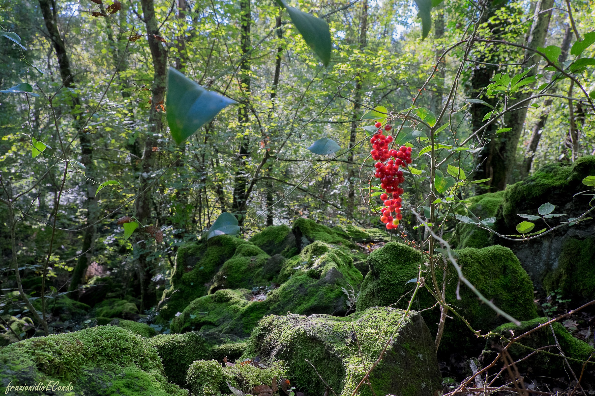 Selva del Lamone (vt) - Inferno (Dante)