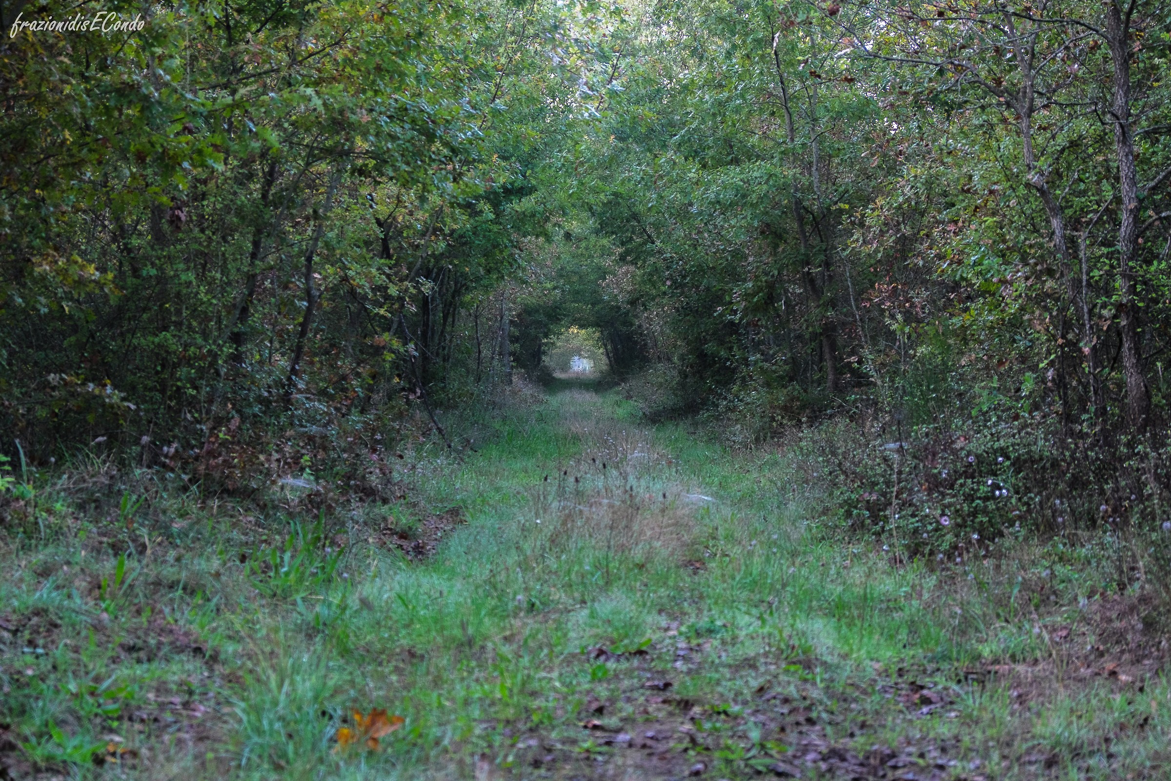 Waiting for White Rabbit