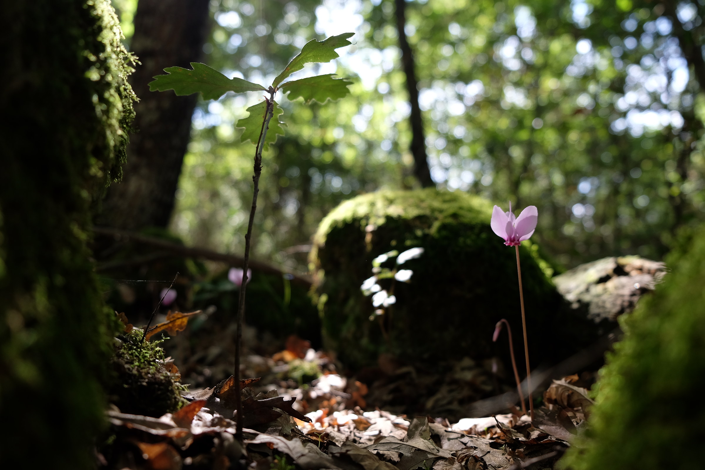 Selva del Lamone (vt)