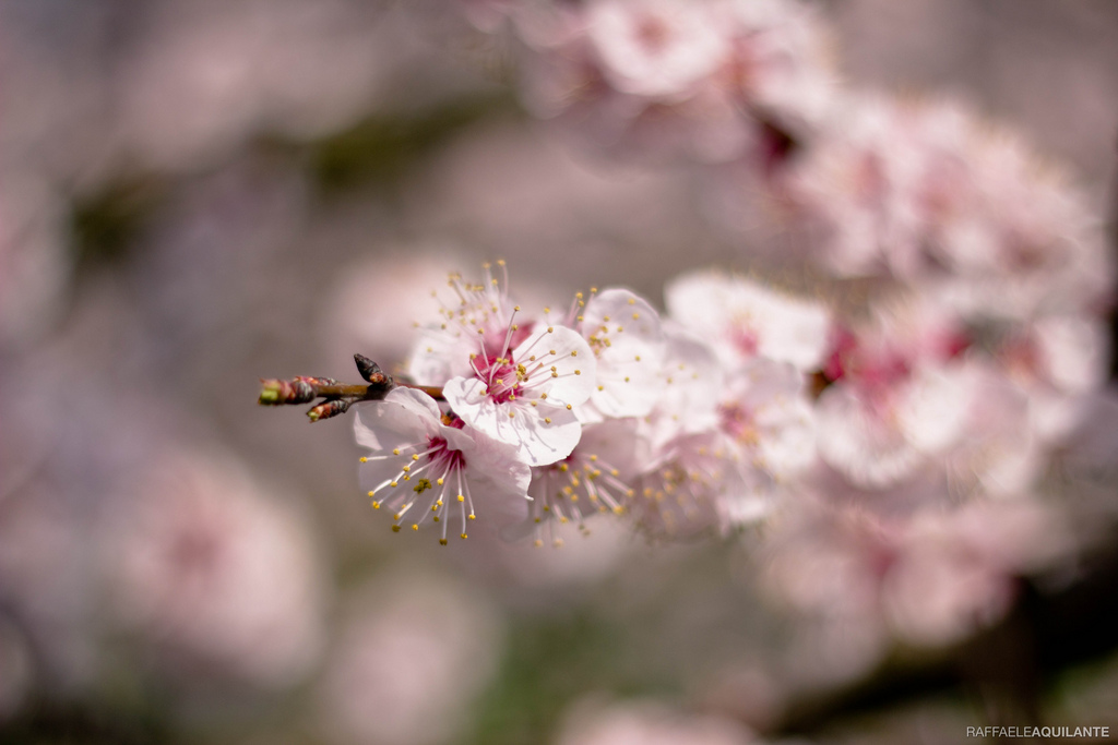 Spring feelings.. #2