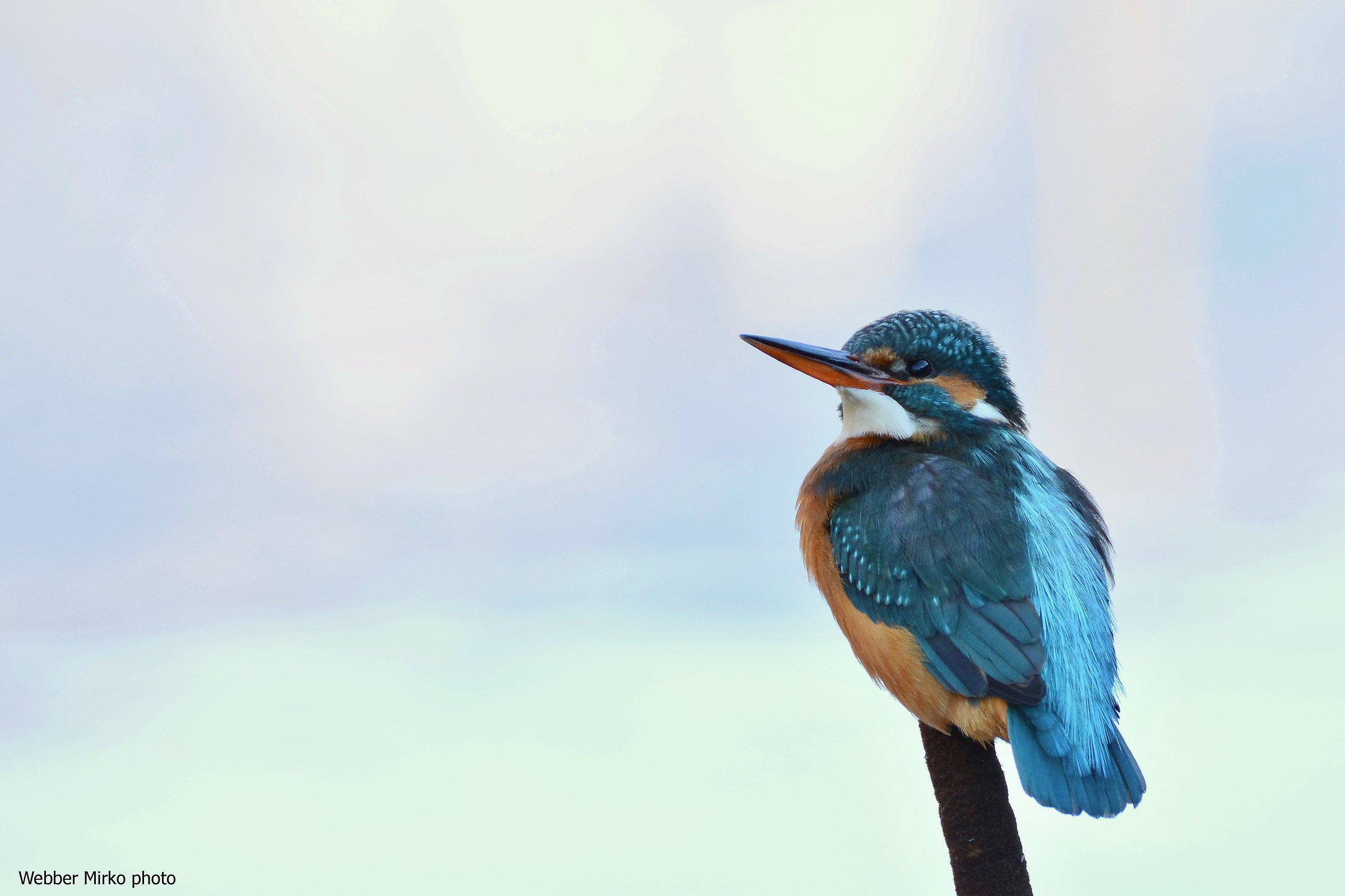 Kingfisher