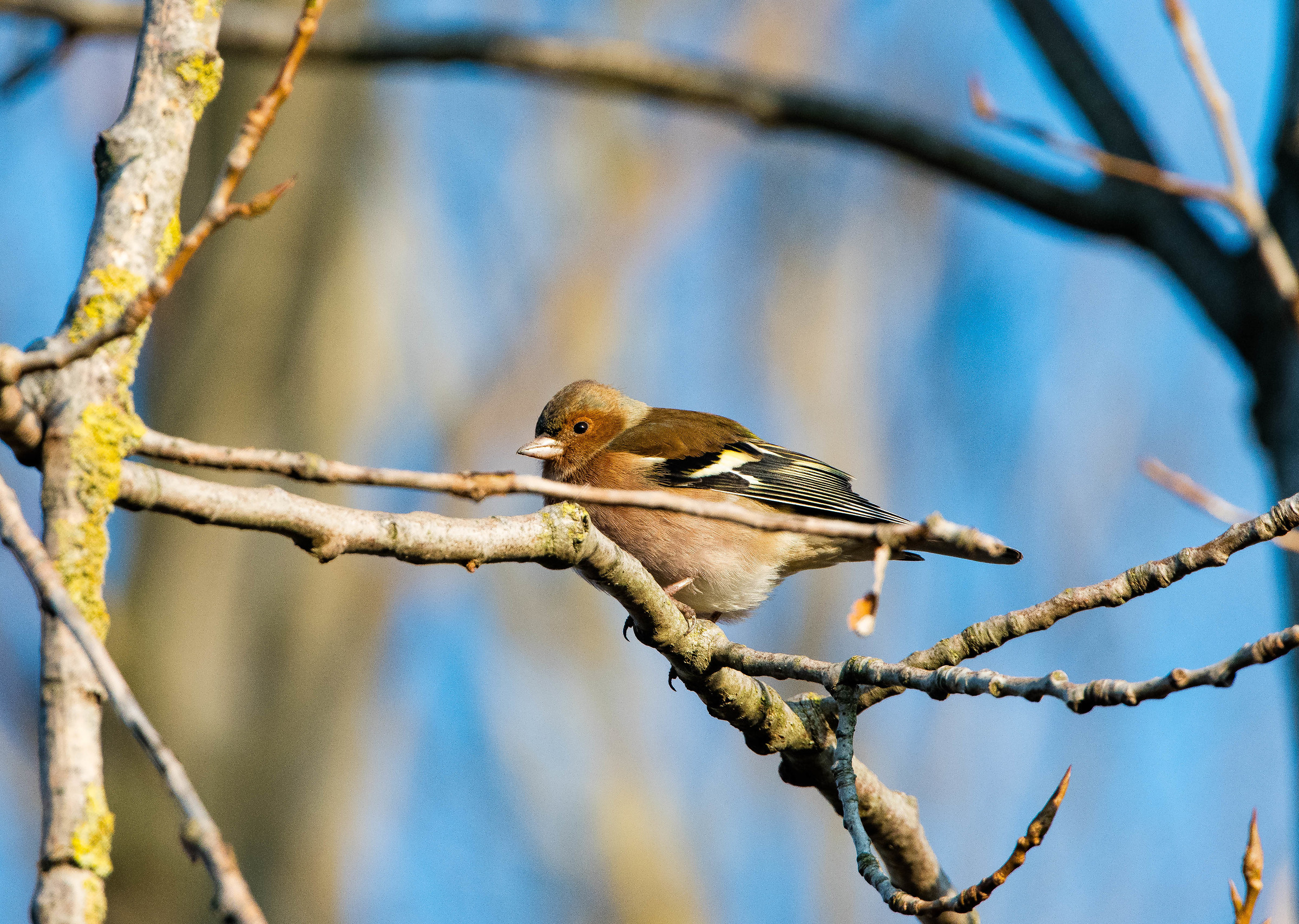 Hiding behind a branch ...