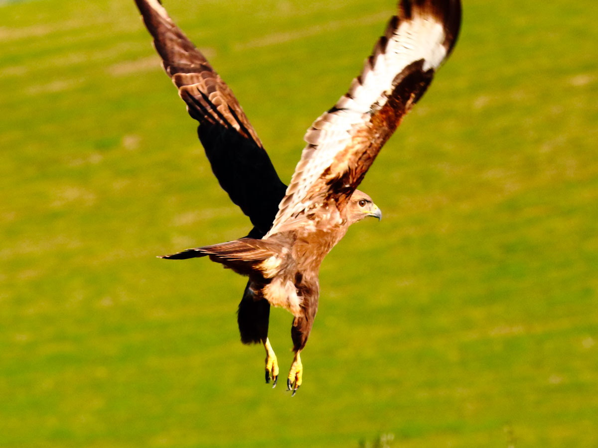 Buzzard
