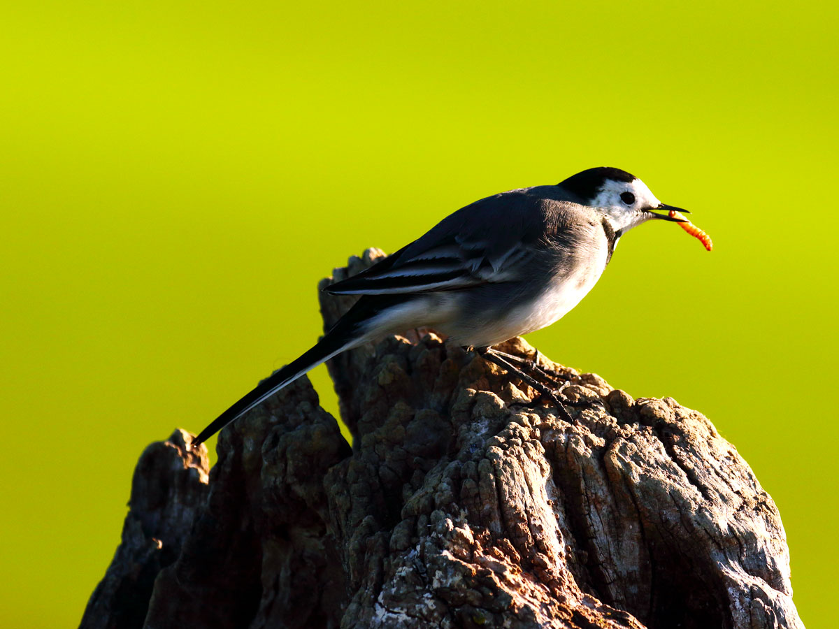 Montacilla alba white wagtail