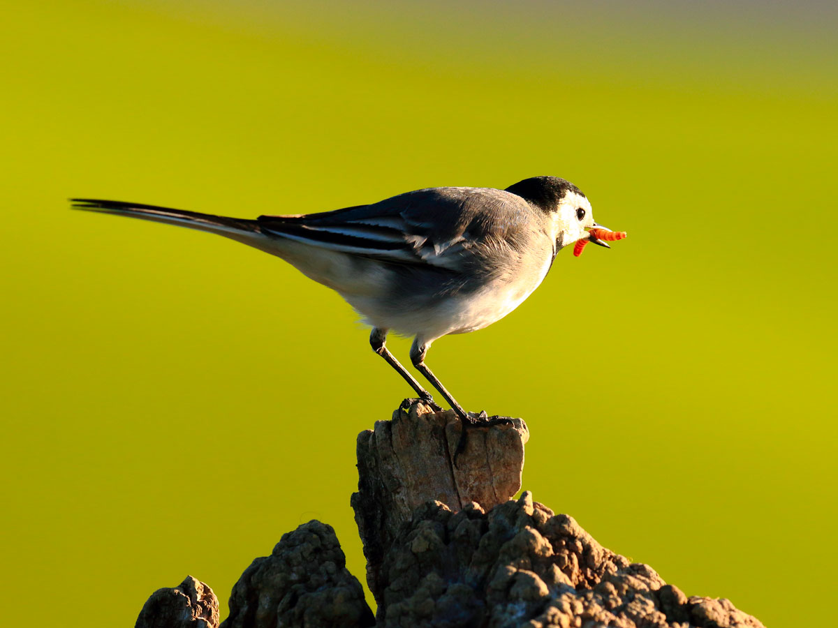 Montacilla alba white wagtail