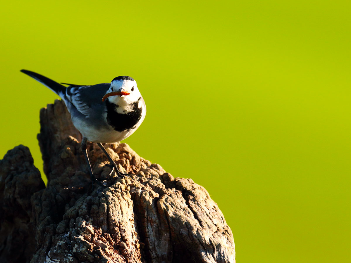 Montacilla alba white wagtail