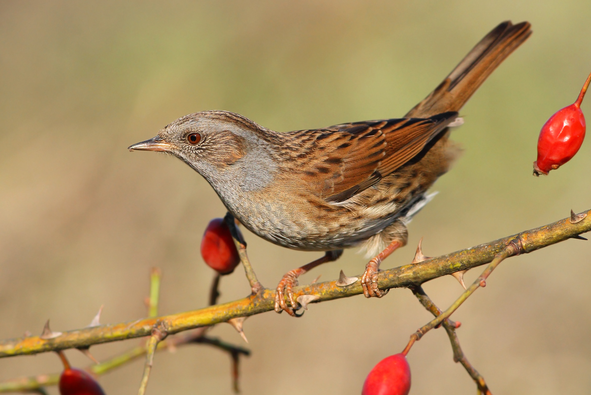 Dunnock