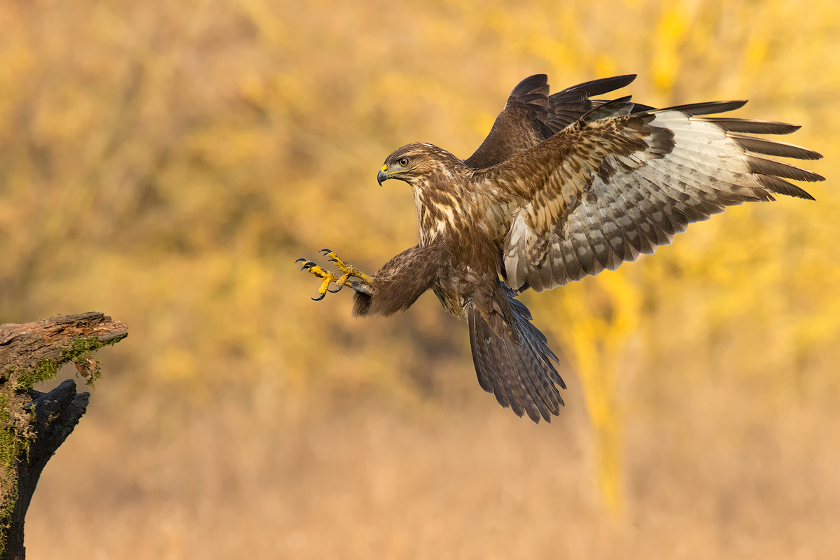 Buzzard landing