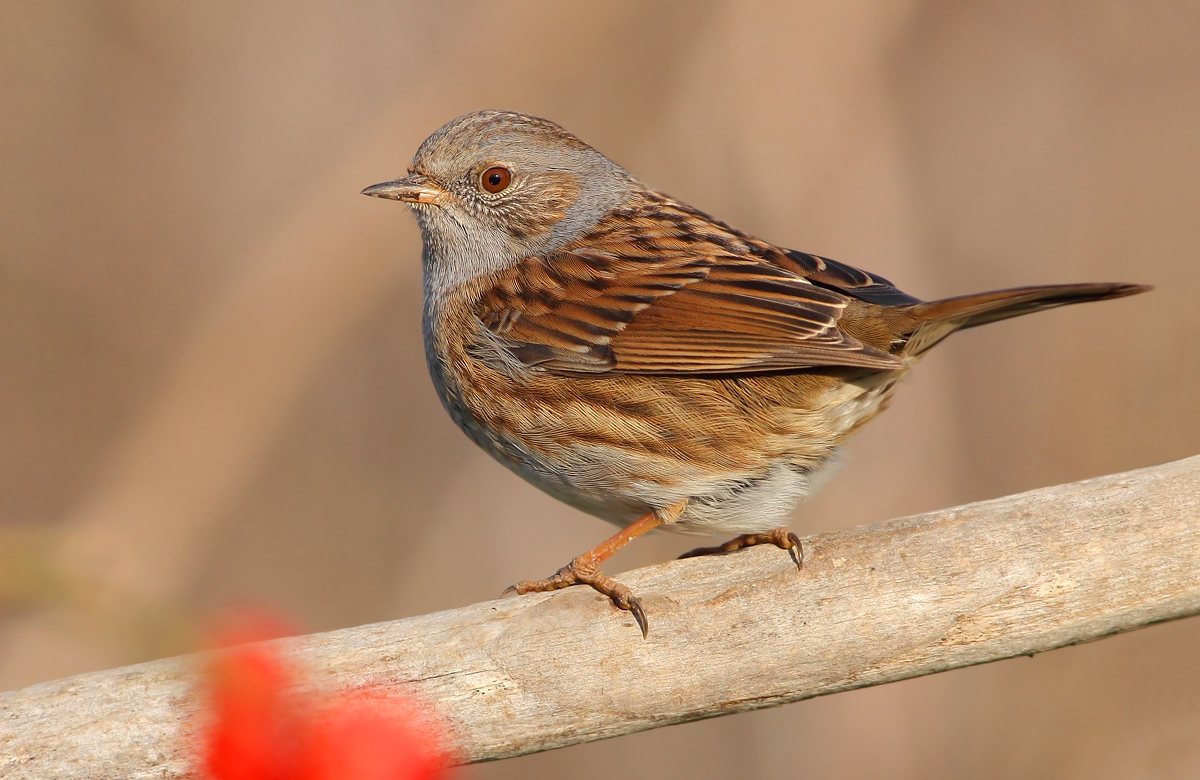 Dunnock