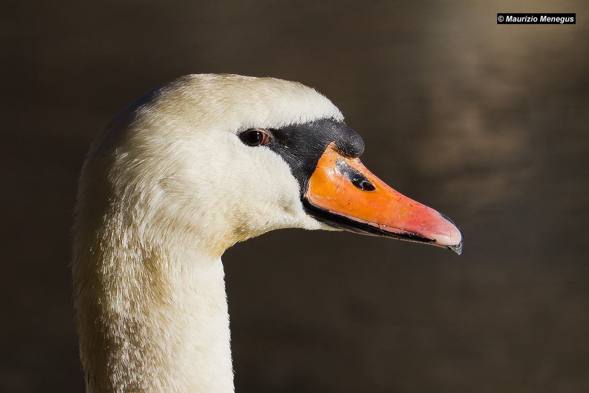 Primo piano di cigno reale