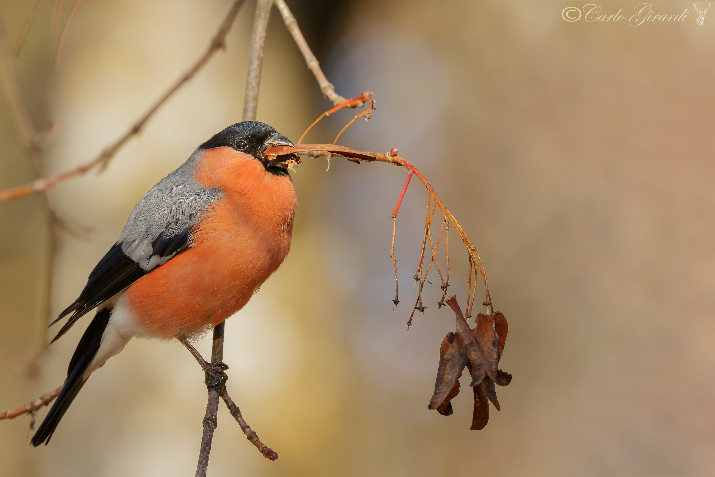 Male Bullfinch (Ghimpel in our country)