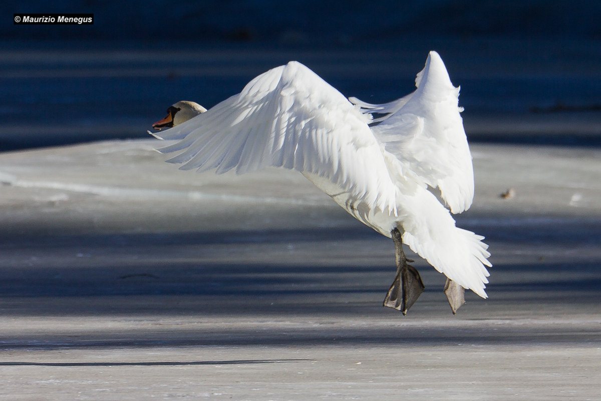 Cigno in volo