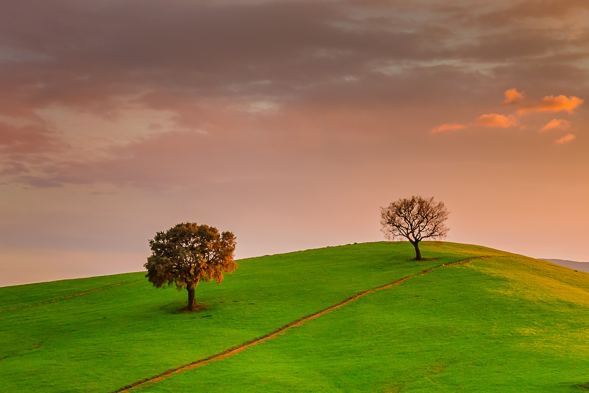 different twins at sunset