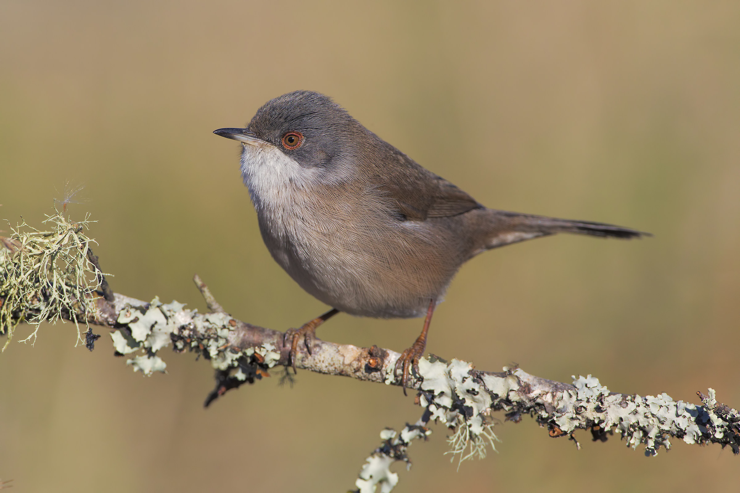 Warbler
