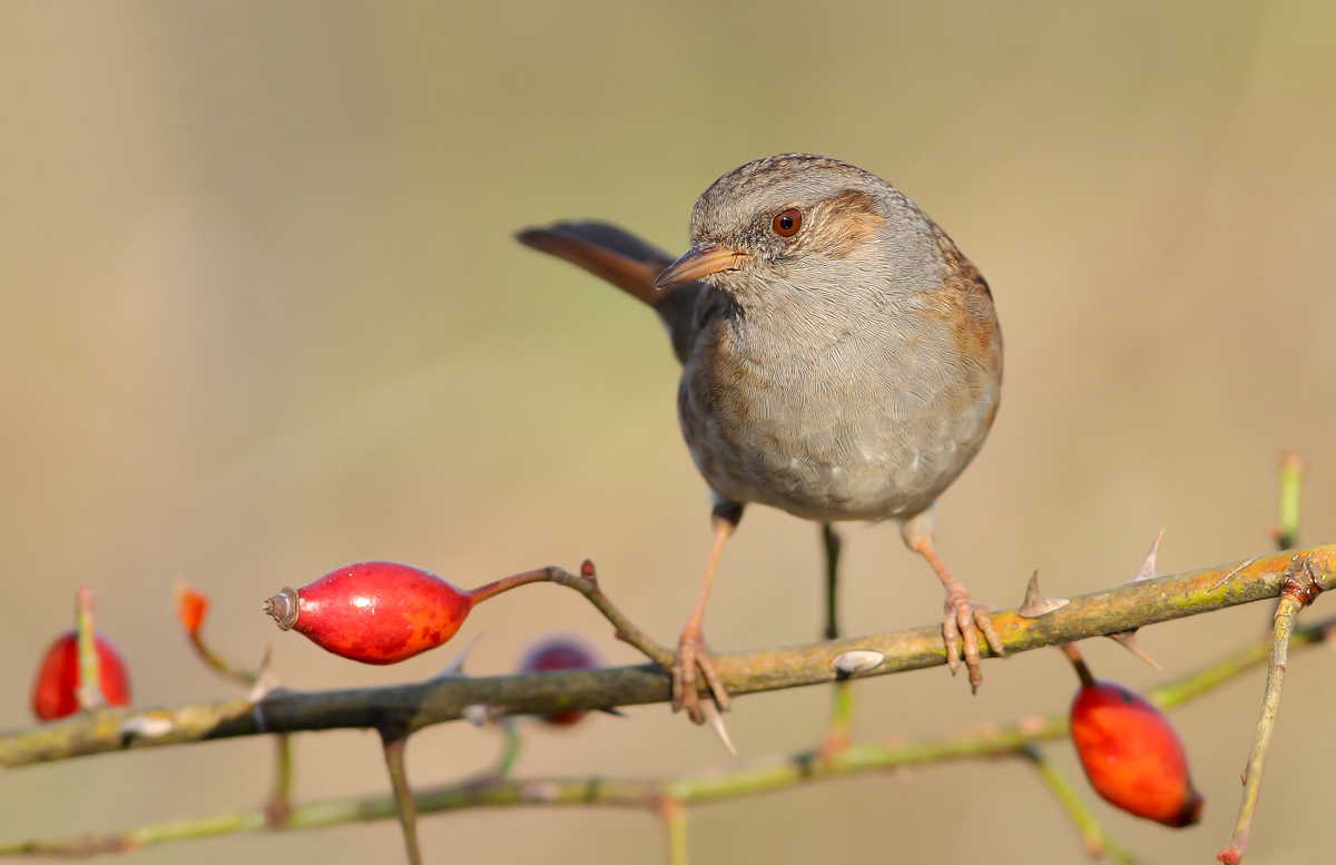 Dunnock