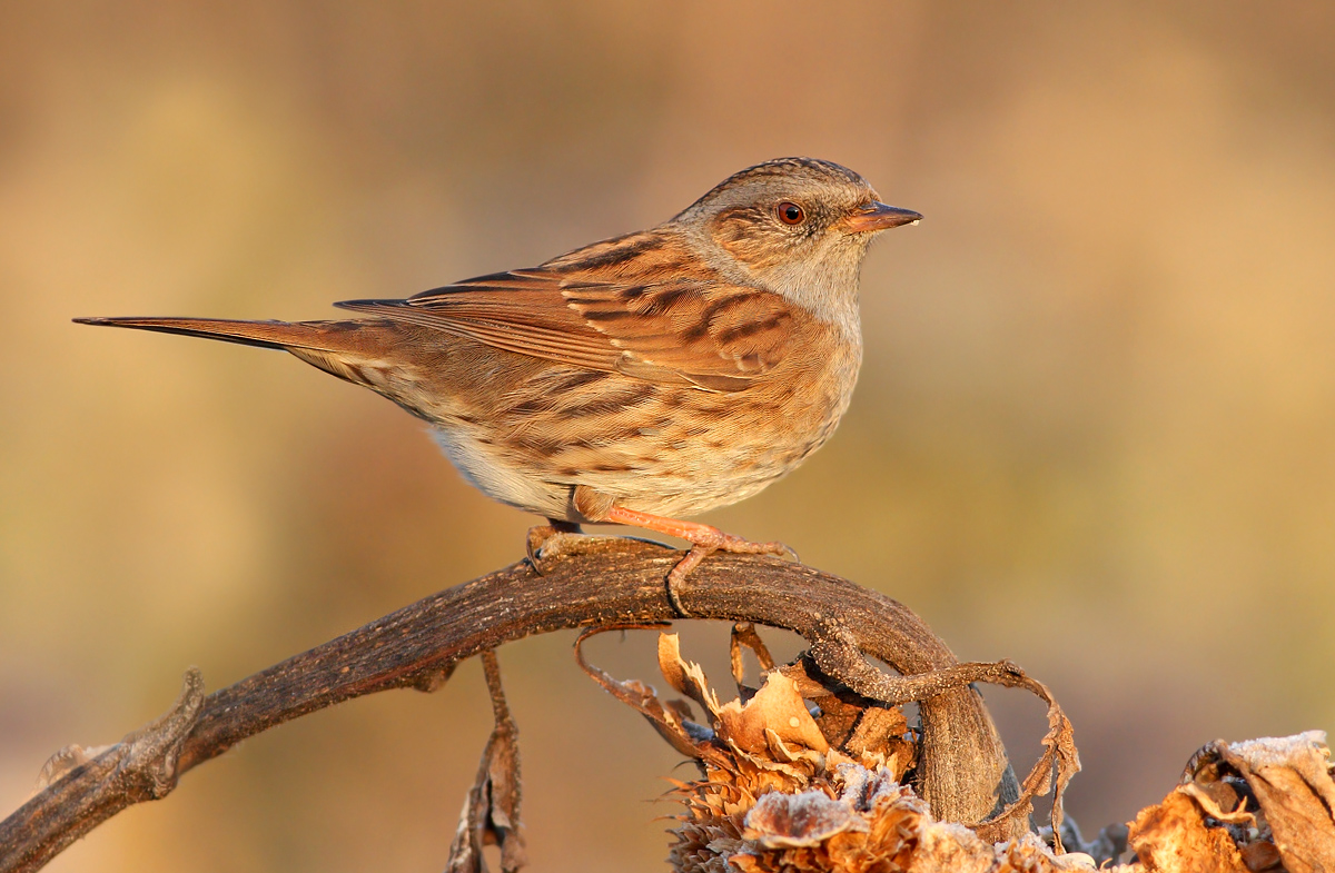 Dunnock