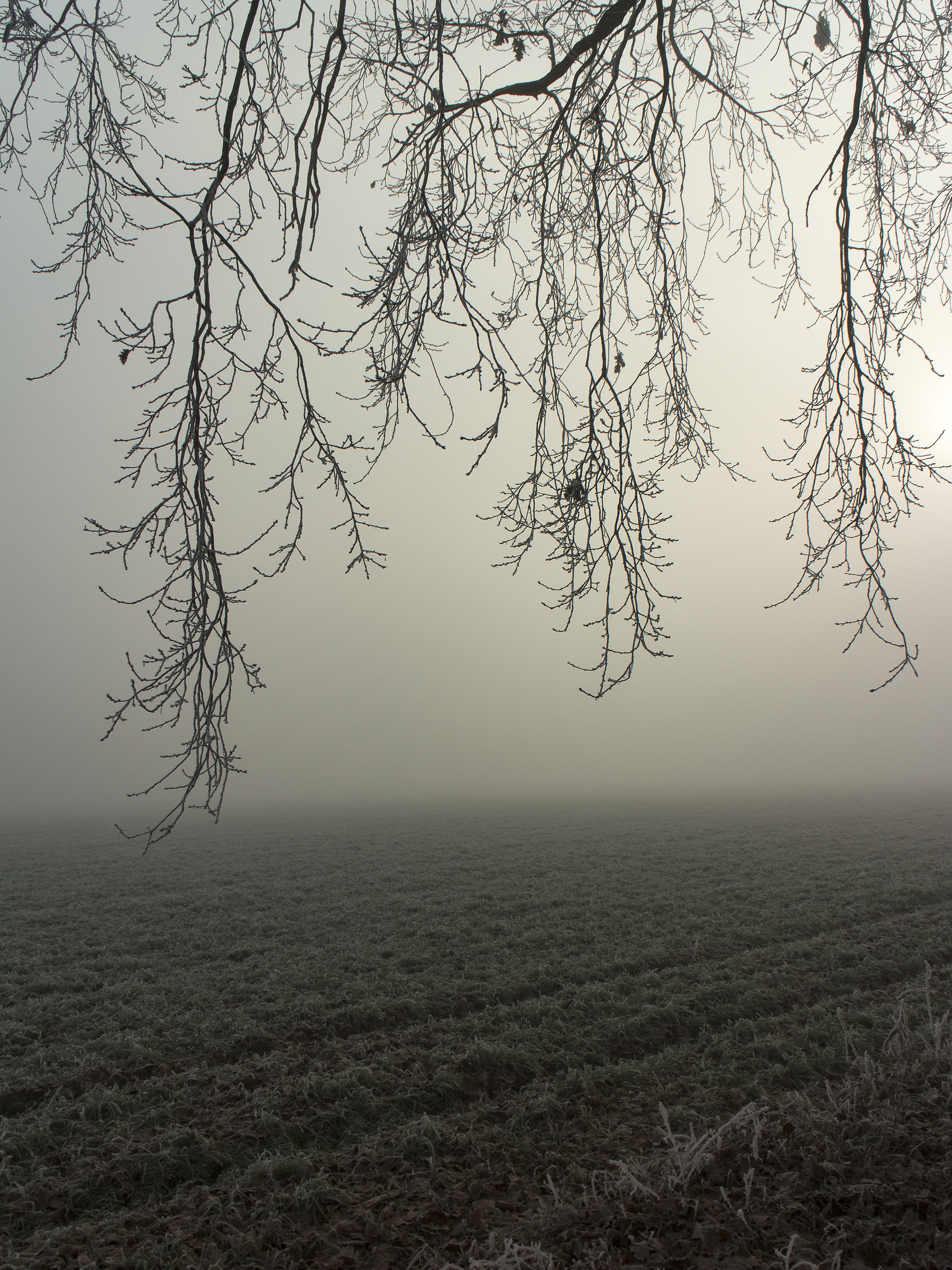 ricami su fondo di nebbia