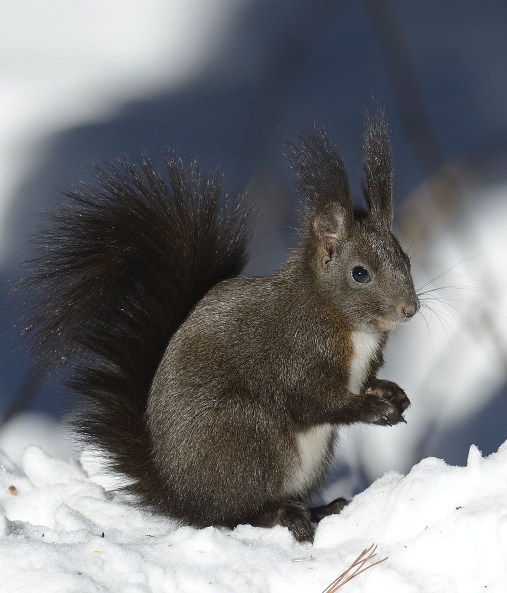 hungry between the deep snow