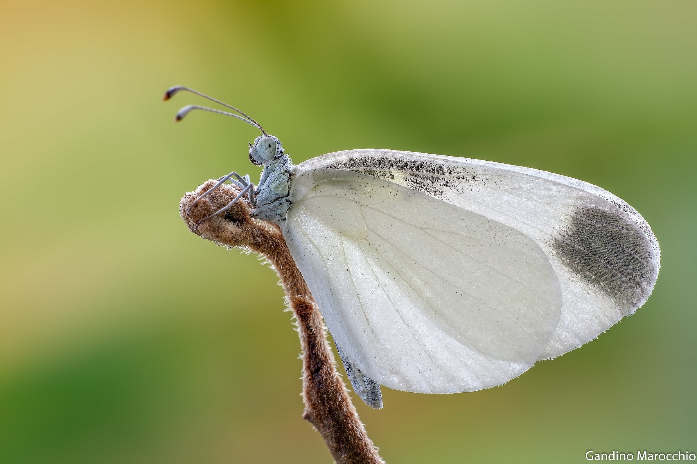 "La piccola sposa" Leptidea Sinapis