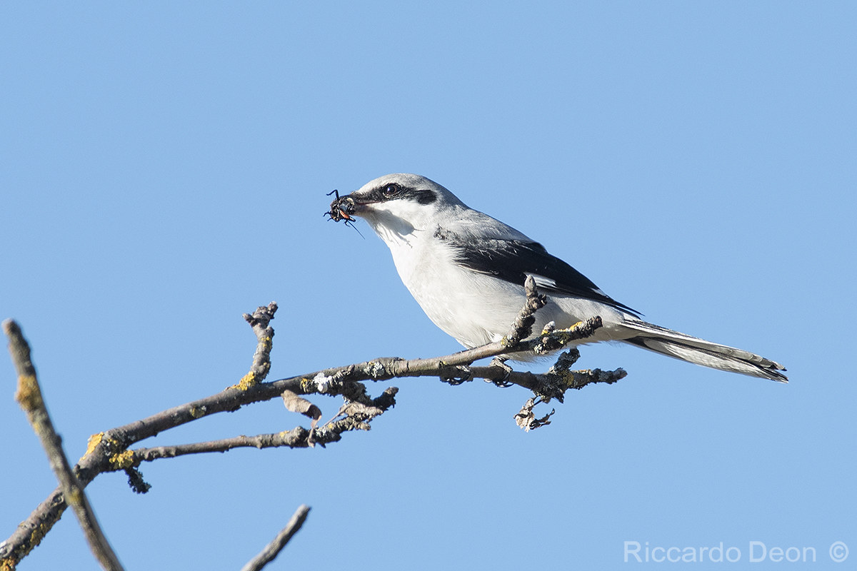 Shrike Maggiore