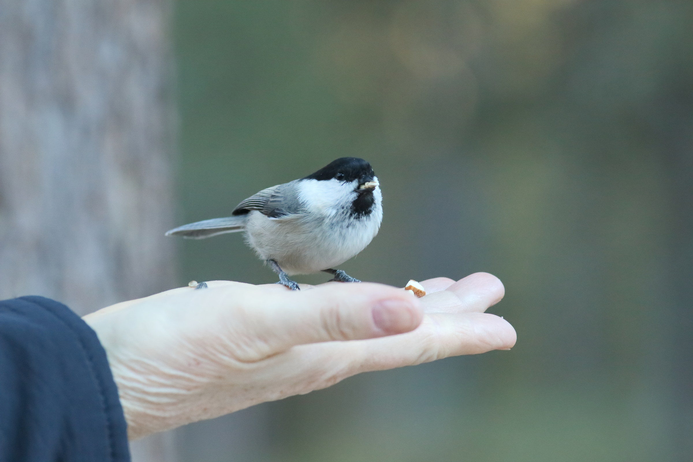 Trail of Cince - Willow Tit