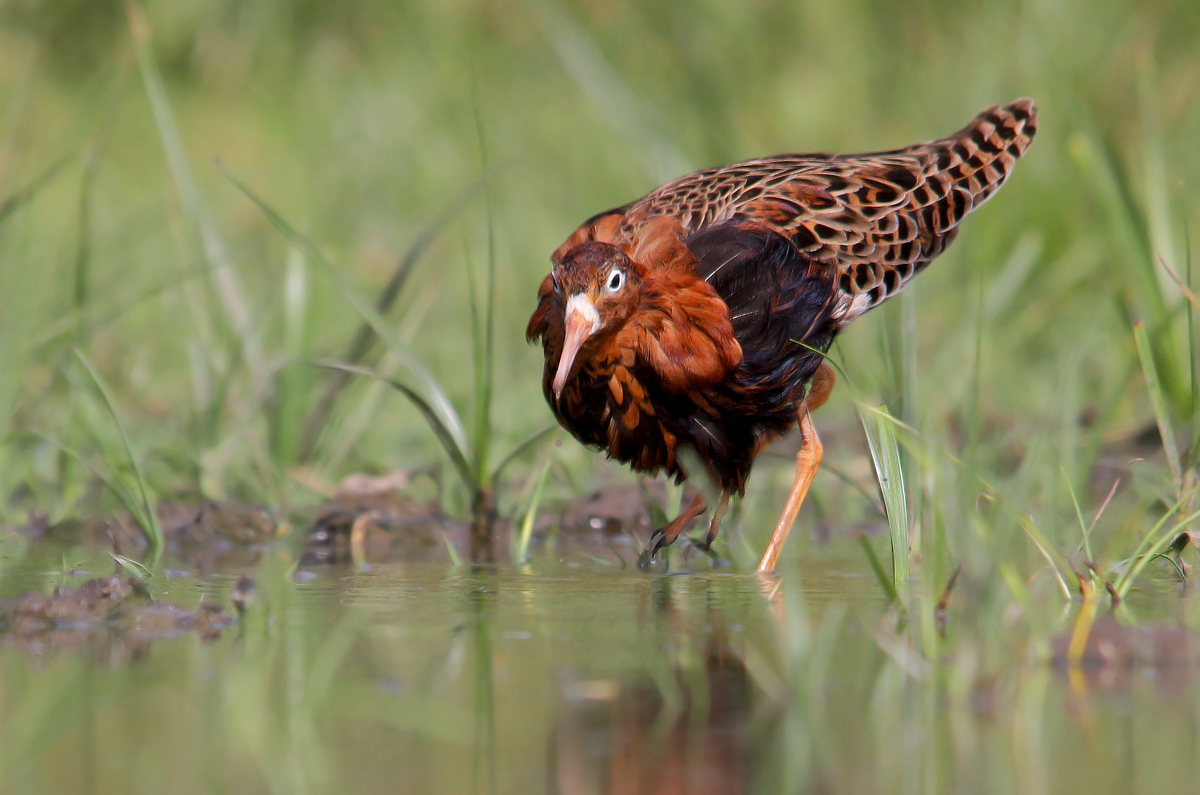 Fighter in reproductive dress