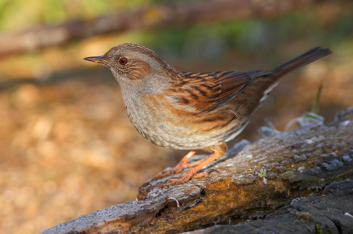 Dunnock