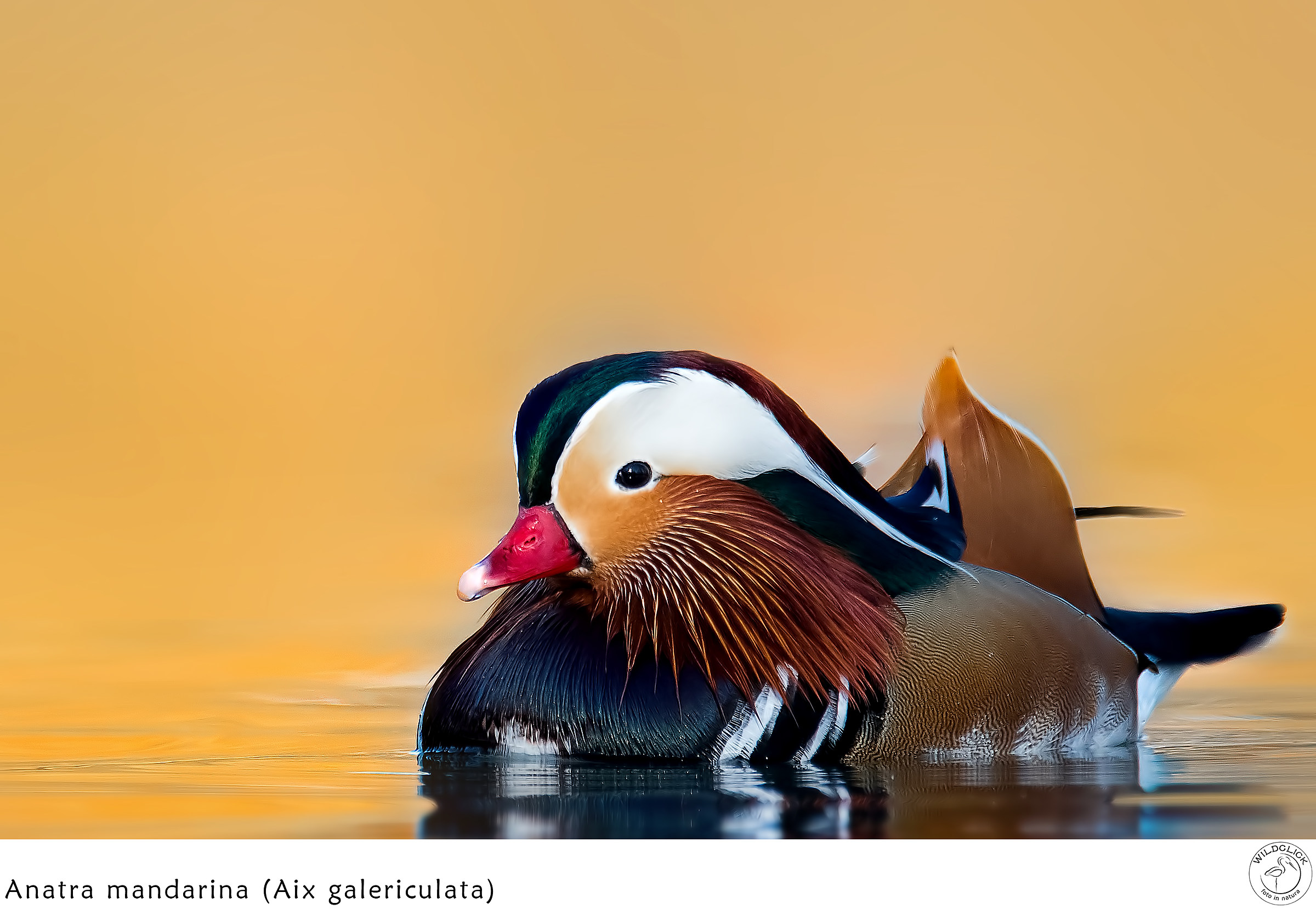 Mandarin Duck (M)