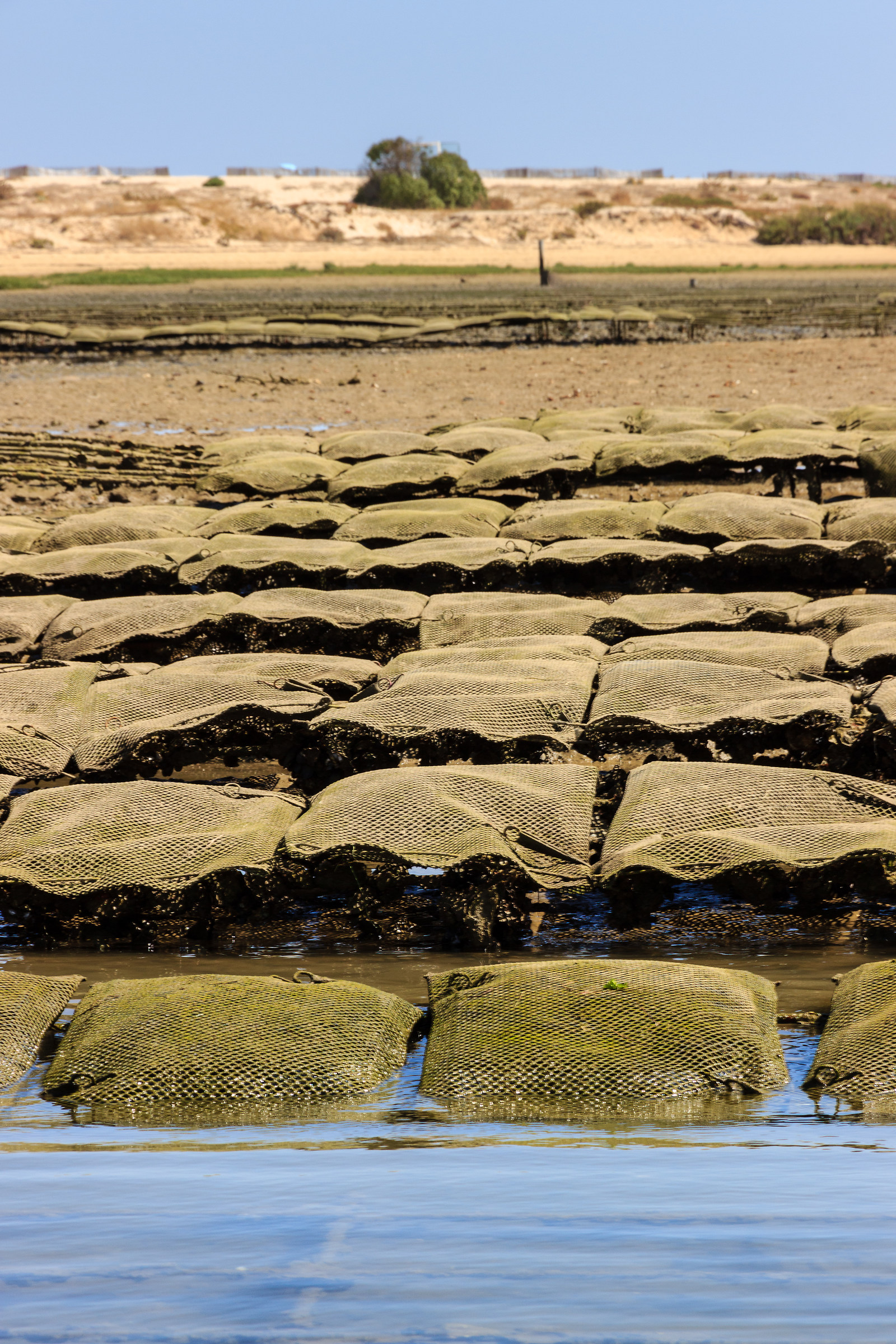 Rio Formosa - Allevamento ostriche