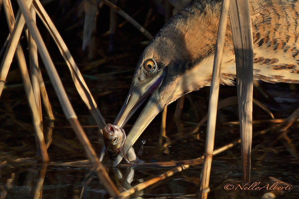 Bittern with prey